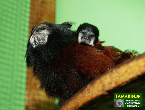Dvojčatá tamarína sedlového tamarin sedlovy dvojcata 1