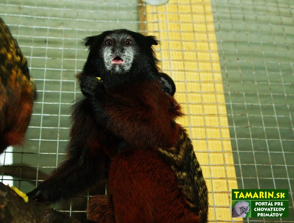 Dvojčatá tamarína sedlového tamarin sedlovy dvojcata 3