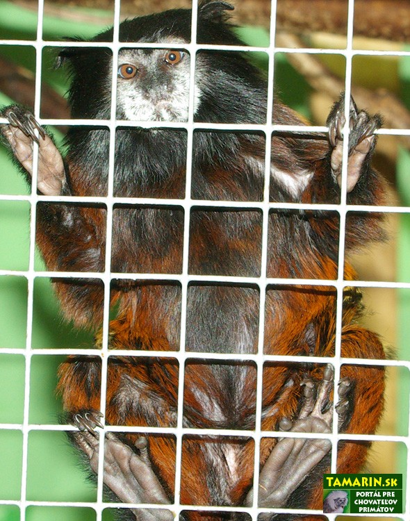 gravidita tamarin sedlovy