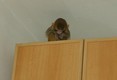 makak_rhezus_tamarinsk1.jpg