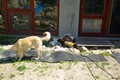 makak_rhezus_tamarinsk16.jpg