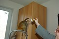 makak_rhezus_tamarinsk3.jpg