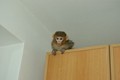 makak_rhezus_tamarinsk7.jpg