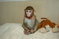 makak_rhezus_tamarinsk9.jpg