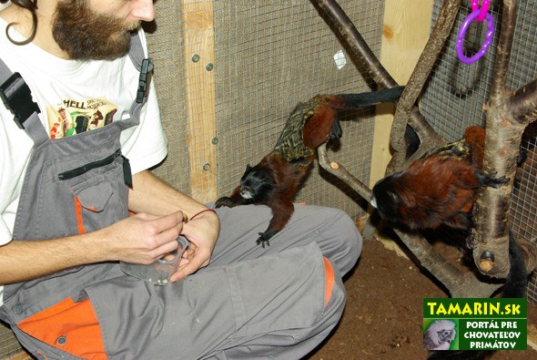 ochocenie tamarin sedlovy