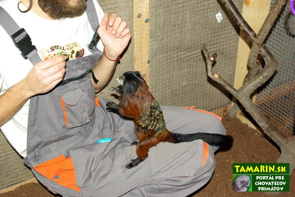 ochocenie tamarin sedlovy 2