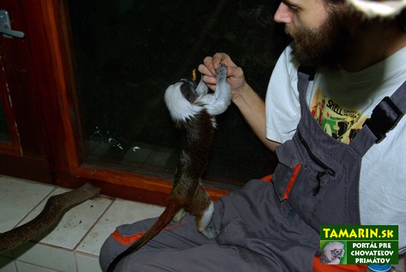 ochocenie tamarin pinci
