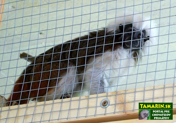 tamarín pinči zo Zoo Košice tamarín pinči zoo košice