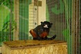 tamarin_cervenobruchy_tamarinsk2.jpg