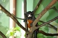tamarin_cervenobruchy_tamarinsk3.jpg
