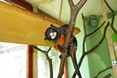 tamarin_cervenobruchy_tamarinsk4.jpg