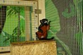 tamarin_cervenobruchy_tamarinsk5.jpg