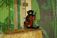 tamarin_cervenobruchy_tamarinsk6.jpg