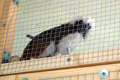 tamarin_pinci_tamarinsk1.jpg