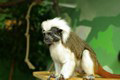 tamarin_pinci_tamarinsk10.jpg