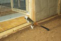 tamarin_pinci_tamarinsk11.jpg