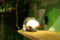tamarin_pinci_tamarinsk12.jpg