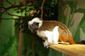 tamarin_pinci_tamarinsk13.jpg