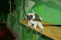 tamarin_pinci_tamarinsk15.jpg