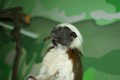 tamarin_pinci_tamarinsk16.jpg