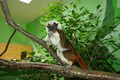 tamarin_pinci_tamarinsk17.jpg