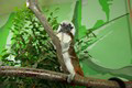 tamarin_pinci_tamarinsk18.jpg