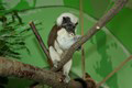 tamarin_pinci_tamarinsk19.jpg