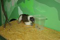 tamarin_pinci_tamarinsk20.jpg