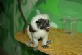 tamarin_pinci_tamarinsk21.jpg