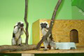 tamarin_pinci_tamarinsk22.jpg