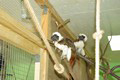 tamarin_pinci_tamarinsk24.jpg