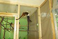 tamarin_pinci_tamarinsk25.jpg