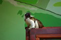 tamarin_pinci_tamarinsk26.jpg