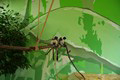 tamarin_pinci_tamarinsk27.jpg