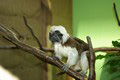 tamarin_pinci_tamarinsk28.jpg