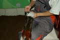 tamarin_pinci_tamarinsk29.jpg