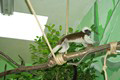 tamarin_pinci_tamarinsk3.jpg