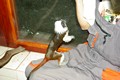 tamarin_pinci_tamarinsk30.jpg
