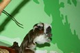 tamarin_pinci_tamarinsk32.jpg