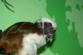 tamarin_pinci_tamarinsk33.jpg