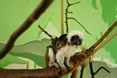 tamarin_pinci_tamarinsk35.jpg