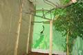 tamarin_pinci_tamarinsk4.jpg