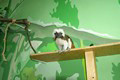 tamarin_pinci_tamarinsk6.jpg