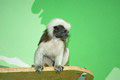 tamarin_pinci_tamarinsk7.jpg