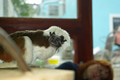 tamarin_pinci_tamarinsk8.jpg