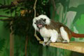 tamarin_pinci_tamarinsk9.jpg
