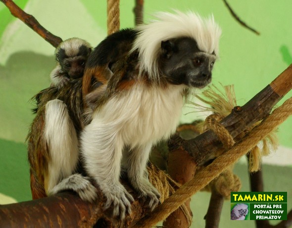 Tamarin pinci