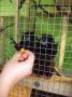tamarin_sedlovy_tamarinsk1.jpg