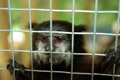 tamarin_sedlovy_tamarinsk10.jpg
