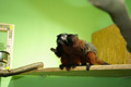 tamarin_sedlovy_tamarinsk12.jpg